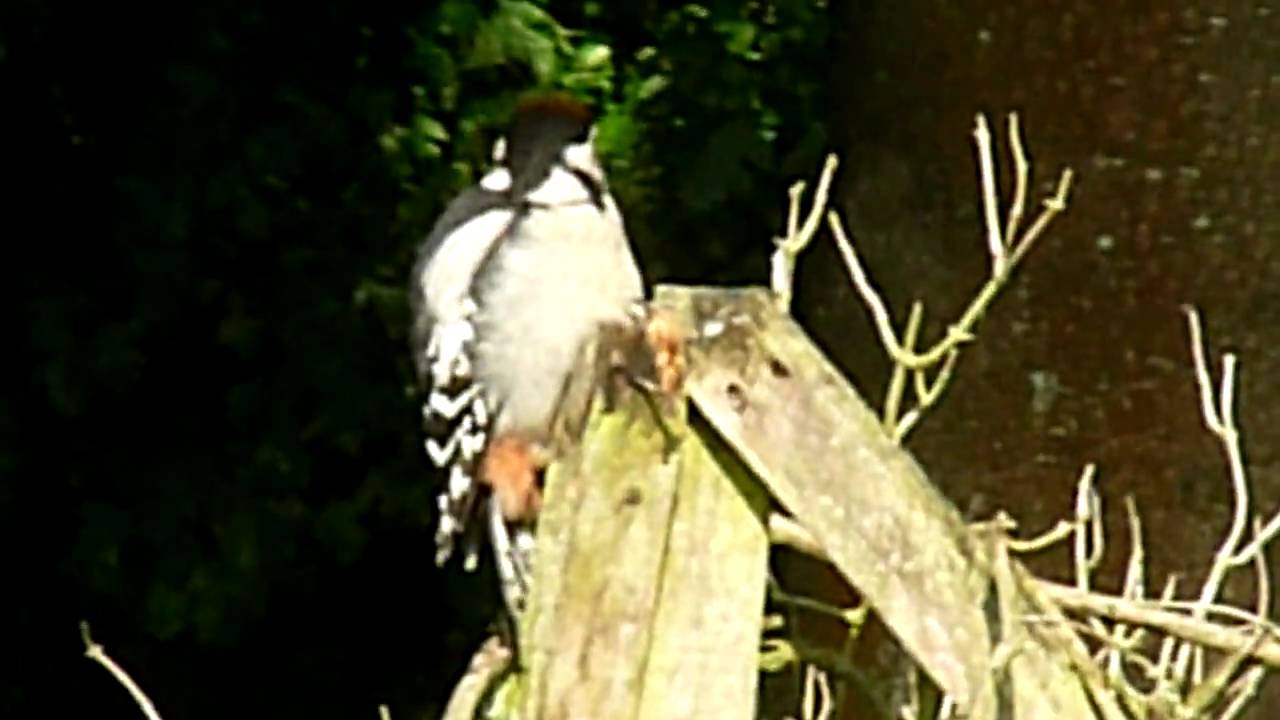 Woodpecker feeding chick YouTube