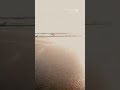 ‘Shark Alley’ Teeming Off Florida Coast