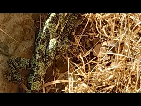 Namani Baaraa Kan Akka Garara Jijiraaa