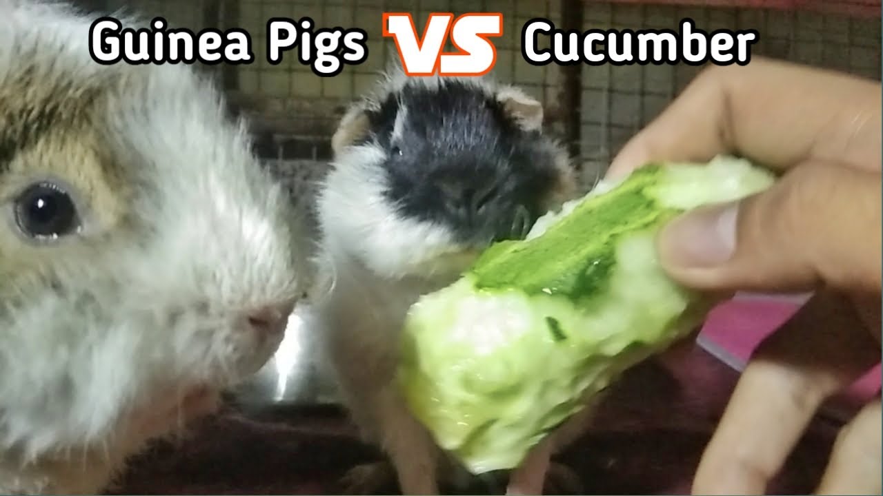 Guinea Pigs Peeling And Destroying A Cucumber YouTube