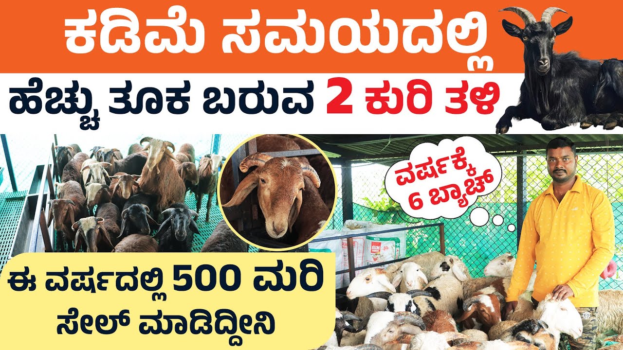 ಈ ತಳಿ ಕುರಿಯ ಡಿಮ್ಯಾಂಡ್ ಕೇಳಿದ್ರೆ ಶಾಕ್ ಆಗ್ತೀರಾ! Sheep Farming | Amingad | Kenguri Breed Farming Kannada
