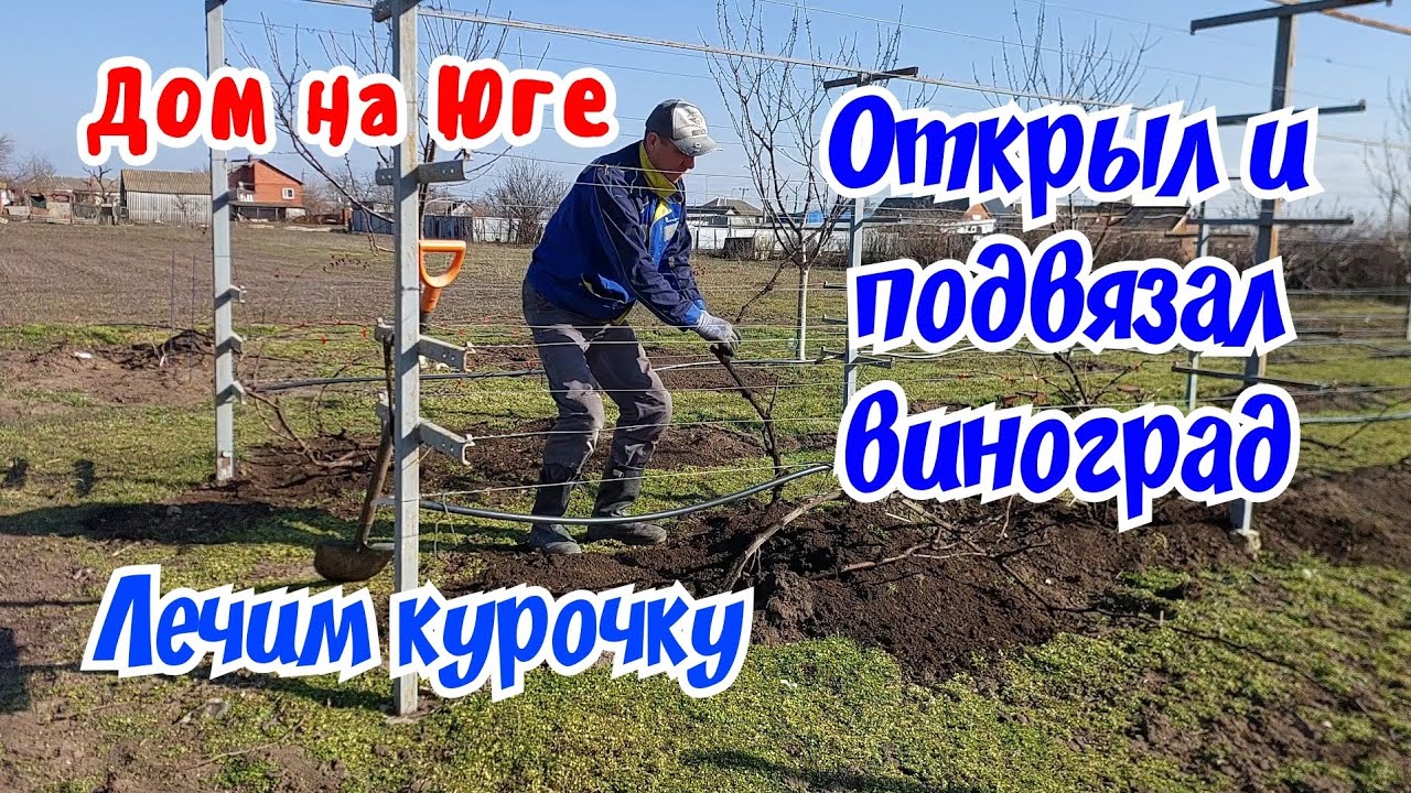 Дом на Юге. Открыл и подвязал виноград. Что с курочкой?