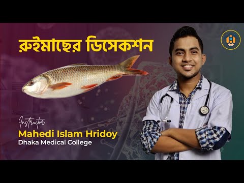 ভিডিও: ডাক্টাস ডিফারেন্সের ধমনী কোথায়?