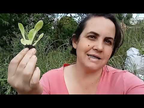 Vídeo: Plantas companheiras de acelga - dicas sobre como plantar acelga com acelga