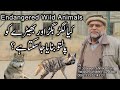 Can wild animals be tamed   can wolf be tamed  why wild animals are kept in zoos  hyena and wolf