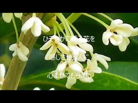 銀木犀（オリジナル歌詞）