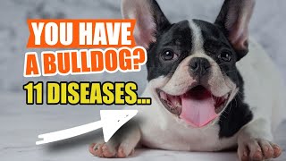 11 FRENCH Bulldog HEALTH Issues Should KNOW ABOUT🐶👇 by Veterinary Network 37 views 1 month ago 4 minutes, 34 seconds