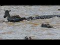 Impala and zebra eaten by crocodiles on African Safari