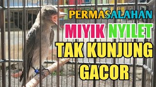 PERAWATAN MENGHILANGKAN MIYIK BURUNG SRIGUNTING