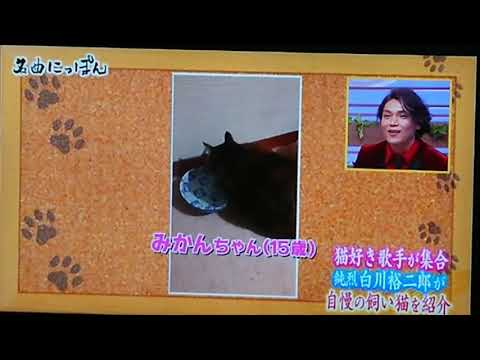 白川裕二郎（純烈）の愛猫（みかんちゃん）