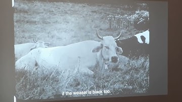 Videographies at 2/3 Gallery