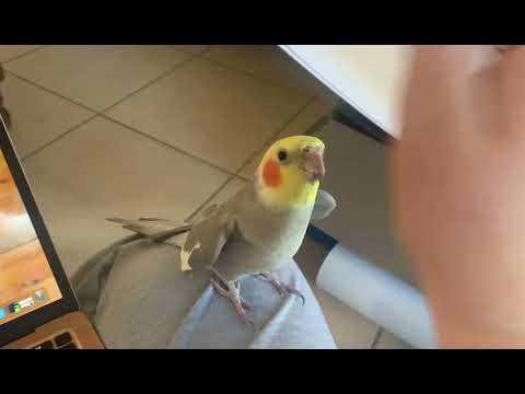 Cockatiel loves to