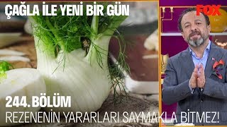 Rezenenin yararları saymakla bitmez! Çağla ile Yeni Bir Gün 244. Bölüm