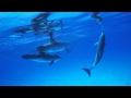【睡眠用・勉強用BGM】NEW癒しのセッション18_イルカバージョン(θ波)