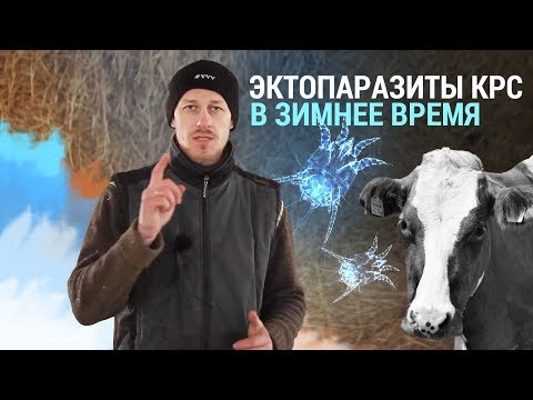 Эктопаразиты КРС в зимнее время