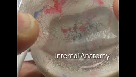 Neurodynamic modeling with Dynamic Disc Designs