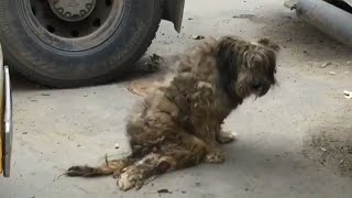 He Rushed To Beg For Food And Quickly Made Friends To Ask For Help