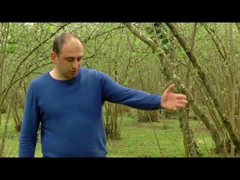 ხავსები და მღიერები თხილის მეურნეობაში