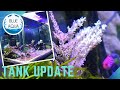 60cmワイド水槽に昼光色ライトを追加 [Tank Update]