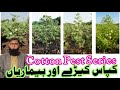 Cotton insect pests cotton pestcontrol pests informationzone