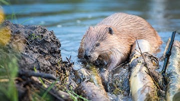 Beavers: The Engineering Wonders: Why Do Beavers Build Dams?