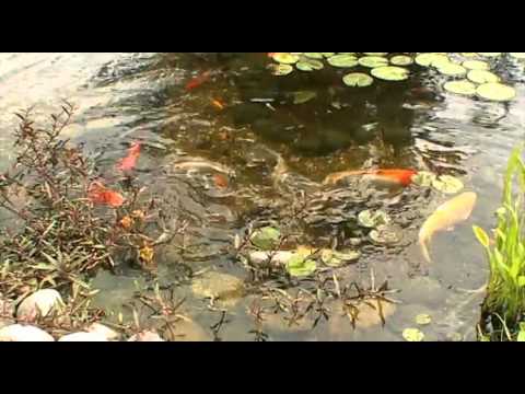Garden Ponds Unlimited Beauty Shots Youtube
