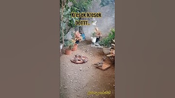 Perkutut di suruh makan malah kaburrr..