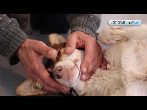 ძაღლების თავშესაფარი ქუთაისში - ქუთაისიპოსტი