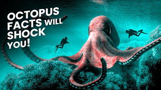 These Octopus Facts Will Blow Your Mind!