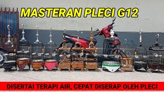 MASTERAN PLECI G12 speed rapet disertai terapi gemricik air | terapi otak pleci | pleci banyu langit