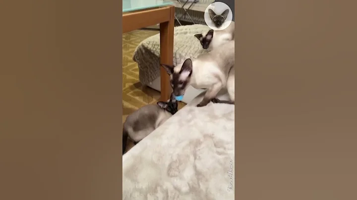 Video 4113881: oriental cats love, cat love game, cat dog love, cat fetches toy, cat family