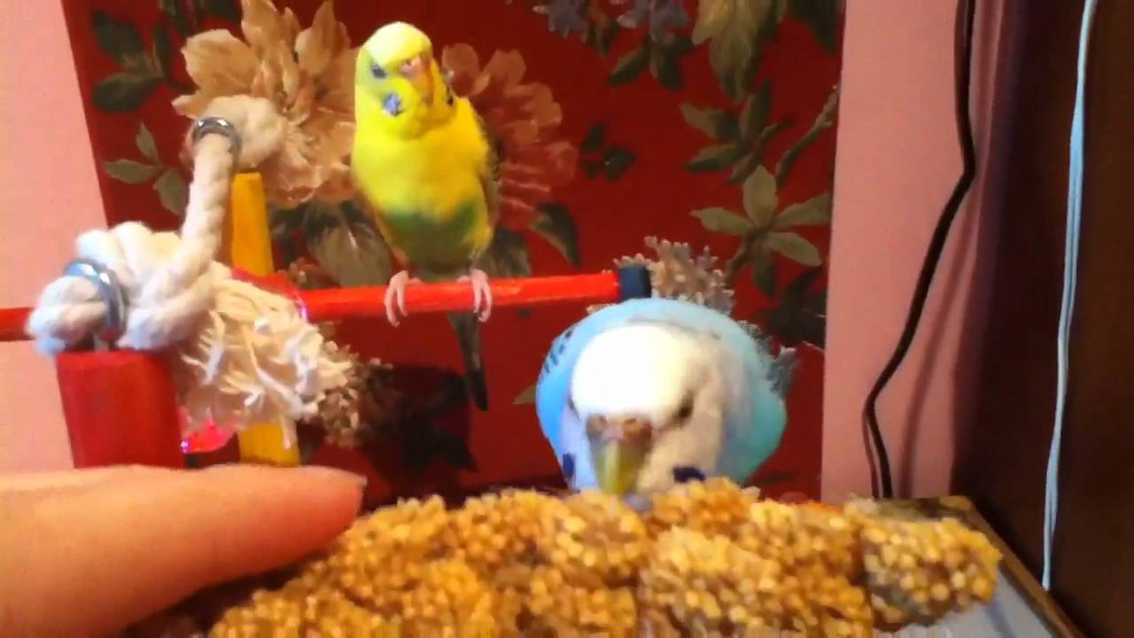 How to Teach Your Bird to Shake a Claw YouTube