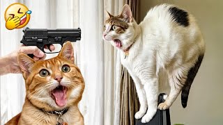 When the 200IQ Cats That Will Blow Your Mind 😹 Don't try to hold back Laughter 😁Part 20