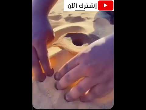 أغرب صخرة في الصحراء تمتص الماء