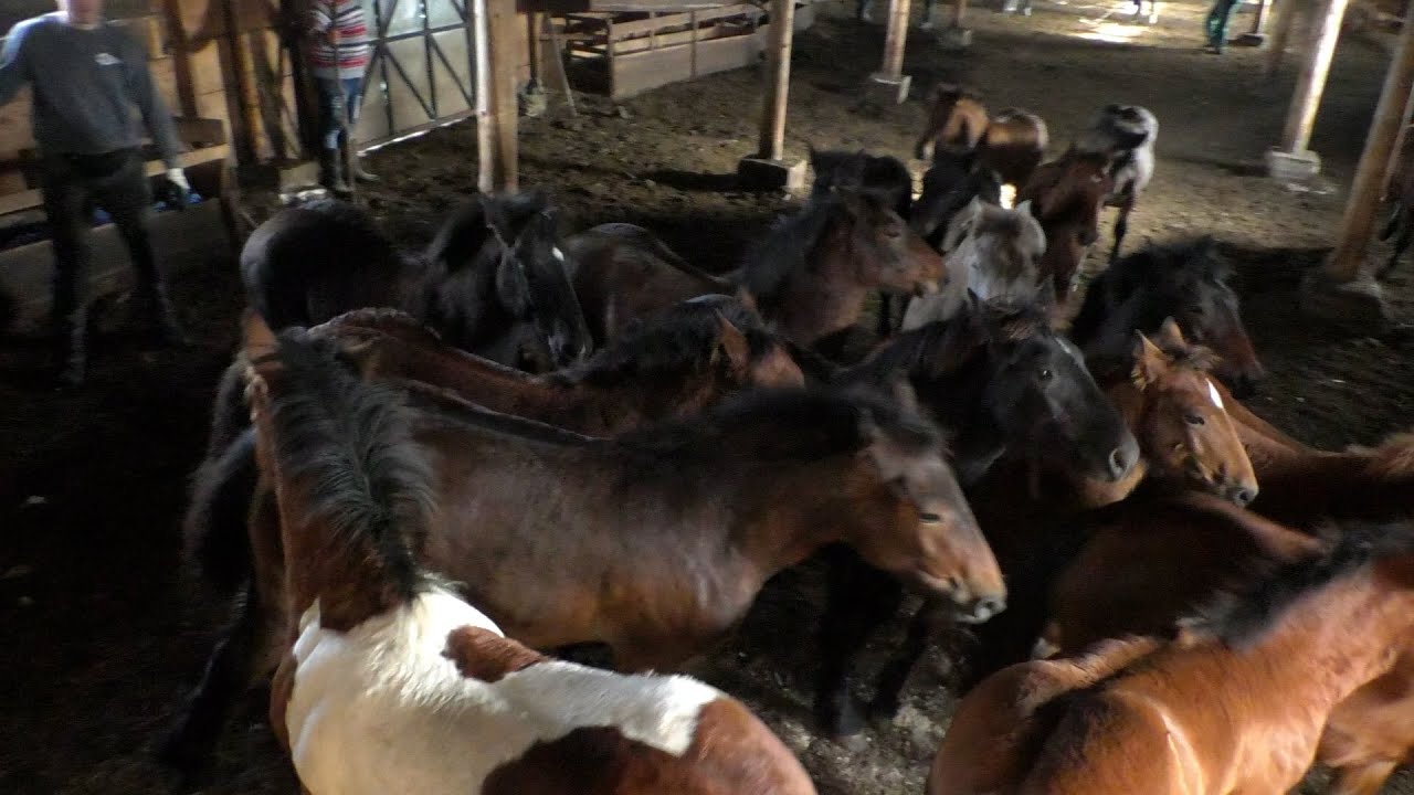 -Perica Marković iz Šipova uzoran domaćin i vlasnik uzgojnog centra hladnokrvnih konja -