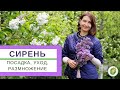 СИРЕНЬ - посадка, уход, обрезка и размножение. Что нужно делать для пышного цветения?