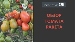 Томат Ракета. Урожайный, но безвкусный!