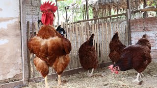 Os Melhores E Piores Cruzamentos Na Granja, E Mais...