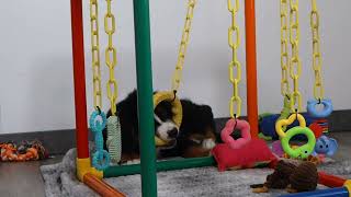 Blue Diamond Bear Bernese Puppy