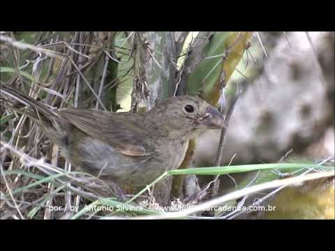 Black-faced Grassquit (Tiaris bicolor) Boca Catalina Aruba 13 11 2017
