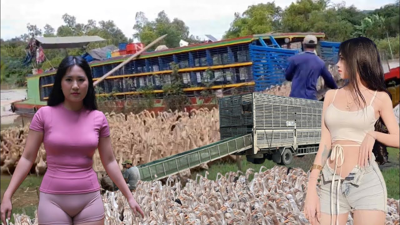 A close-up look at the life of duck farmers as they herd ducks onto trains and trucks.
