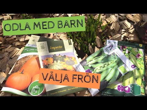 Video: Bacopa (60 Foton): Riklig Och Spridande Bakopa, Odling, Plantering Av Frön Och Vård Av En örtartad Växt I Det öppna Fältet, Beskrivning