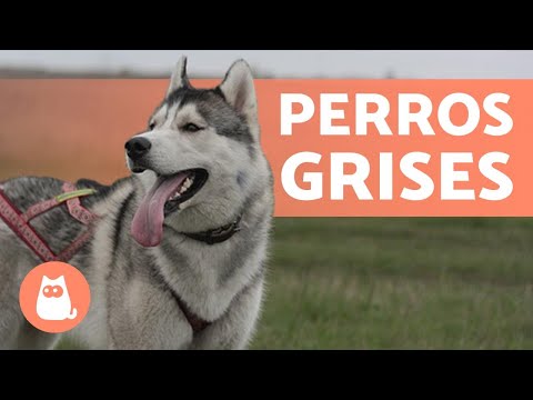 10 RAZAS de PERROS GRISES 😍 ¿Cuál es tu FAVORITO?