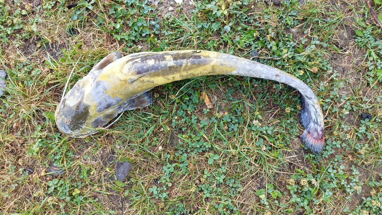 Pescuit cu uica Gore. Primul somotei la clonc.