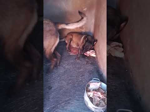 كل شالو روسيون بالزي كاكازين