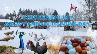 Chickening in a snowy and cold spring day-yummy treats, cleaning, egg collecting