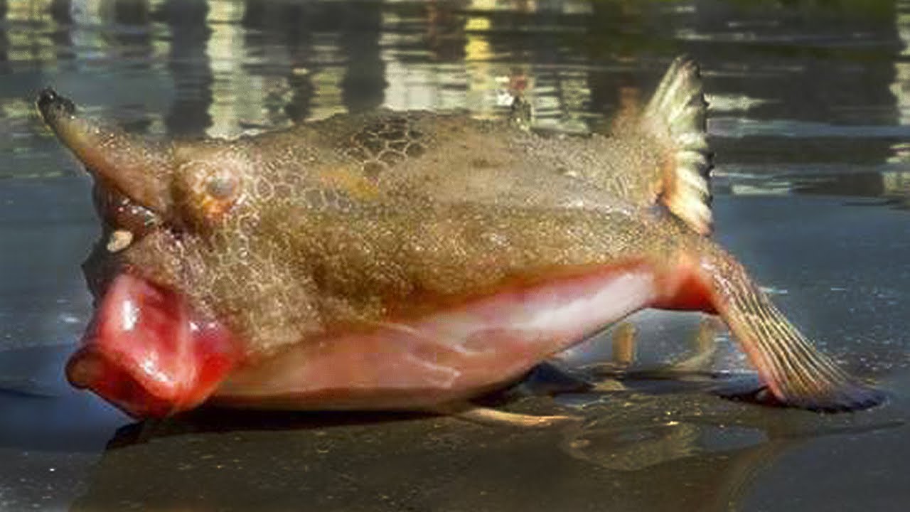 Huge rotting sea creature that washed ashore is horrifyingly turning the water red