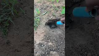 When Frogs Start Their Morning Workout