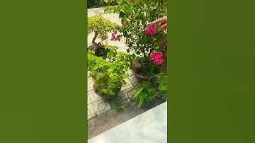 Con tắc kè màu xanh màu đỏ #shorts #trending