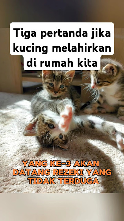 Three signs if a cat gives birth in our house